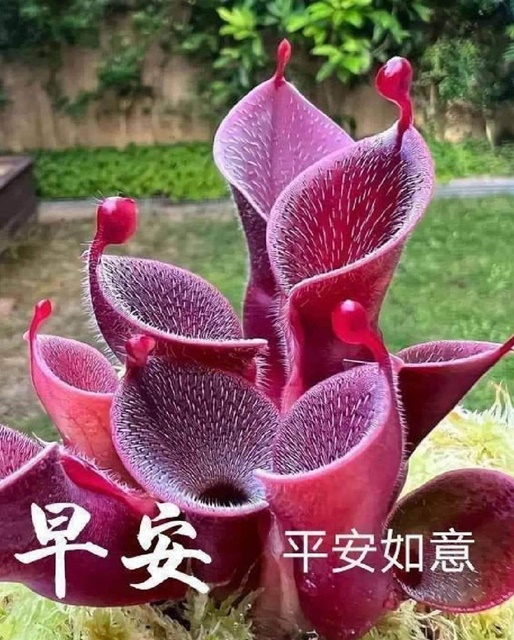 按我可連結至更清楚的圖片